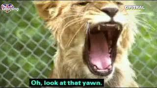 Wildlife Emergency 2 tv series english subtitles