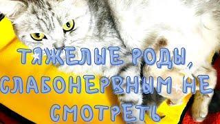 ТЯЖЕЛЫЕ РОДЫ,ПОТЕРЯЛИ ДВУХ КОТЯТМАША ОЧЕНЬ ГРУСТНАЯ️