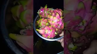 Dragon fruit harvest # mad gardener # org gardener