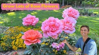 Easy ROSE Care for Months of Flowers - Complete Tutorial