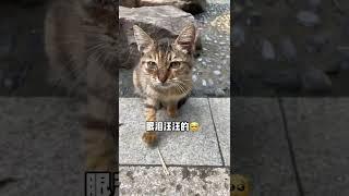 小猫其实什么都懂，最后一句“谢谢” #shorts #關愛流浪貓 #領養代替購買