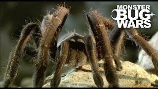 Tarantula Collection | MONSTER BUG WARS