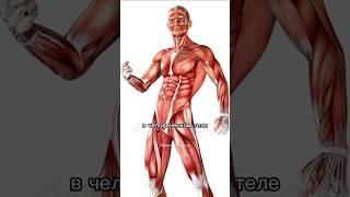 Интересные факты о человеке. #рекомендации #факты