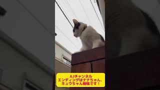 AJチャンネルのエンディングはナナちゃん、キュウちゃん姉妹の日常を毎回配信してます‍⬛
