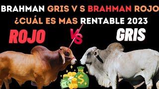 Descubre cuál es mejor: Brahman gris o Brahman Rojo