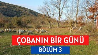 ÇOBANIN BİR GÜNÜ: BÖLÜM 3  I Huzur Dolu Bir Gün I Çoban Mesaisi I Farm Vlog