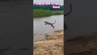 Record setter : Leopard crosses river in 5 seconds! #wildlife #Leopard