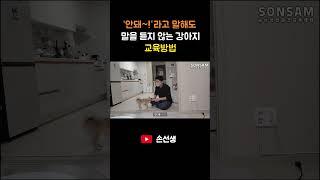 "안돼"라고 말해도 말을 듣지 않는 강아지 교육방법