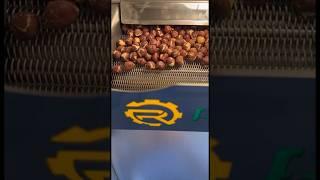 تحميص البندق على الهواء الساخن في ماكينة روستلاين التركية #hazelnut #مكسرات #بندق #ماكينات #machine