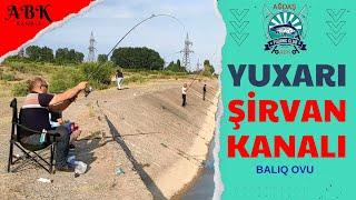 Yuxarı Şirvan Kanal - Balıq Ovu !