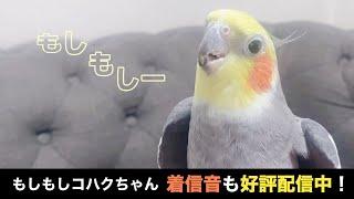 可愛い声で【もしもしー】電話ごっこがやめられないオカメインコこはくさん