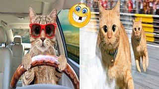 Cats Drift Too Fast  Funny and Fast Cats  CAT Compilation