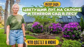 Обзор сада: цветущий луг на склоне и теневой сад в лесу. Что цветет в июне.