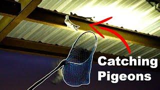 Catching PIGEONS At Night With A NET! {HOW TO CATCH PIGEONS}