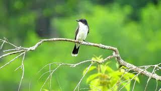 Eastern Kingbird Bird Call