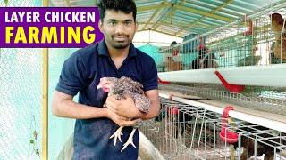 Layer Chicken Farming / Layer Poultry Farming | Egg Farming Guide