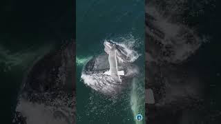 Trend Shorts 4K #Whales 11/2024 #funny #animals #trand #whales #4K