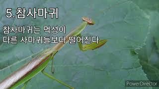 k 사마귀 종류!