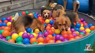 The FUNNIEST Beagle Moments You Won't Want to Miss! Party & Ball Pit Time!