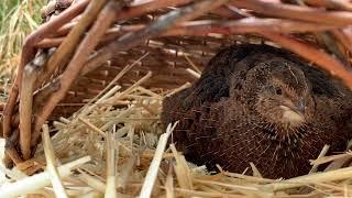 Coturnix Quail Hen Calls to Hatching Chicks