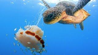 Hungry Turtle Eats Lion Mane Jellyfish