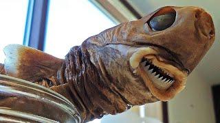 Facts: The Cookiecutter Shark