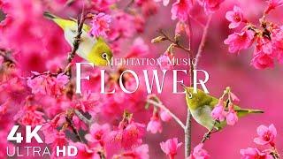 Flowers 4K Nature Relaxation Film | Meditation Relaxing Music