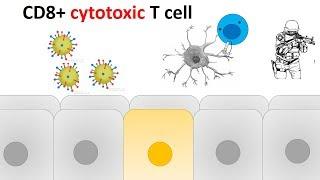 cytotoxic T cell activation and killing mechanism