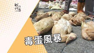 【食安】毒蛋風暴｜彰化戴奧辛鴨蛋事件 (我們的島 第326集 2005-10-31)
