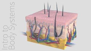 Introduction to the Integumentary System -- Animated Tutorial | Complete Anatomy