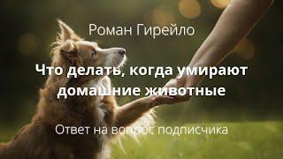 Что делать, когда умирают домашние животные