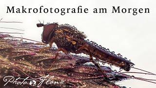 Makrofotografie am frühen Morgen