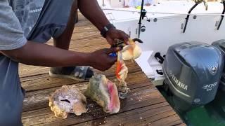 How to clean conch