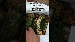 국산 송이버섯 가격 (10/7 금) 택비 및 연휴 버스+퀵 당일 발송 가능 #자연산송이버섯 #국산송이버섯 #자연송이