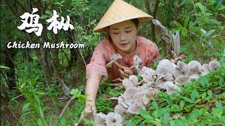 The favorite wild mushroom of Yunnan people——Chicken Mushroom