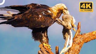 Wedge-Tailed Eagle: The Master Hunter Among Birds Of Prey | 4K Animal Documentary