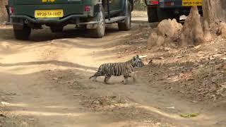 Tiger with 2 month old cubs at Kanha National Park 2018.  Copyright- 2019 Neemasri Yadav.