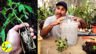  NEW Way to Grow Hanging Tomatoes