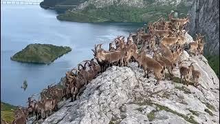 Decenas de cabras montesas en la Montaña de Riaño 2/2