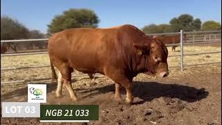 Keerkring NGB V8Beefmasters