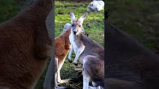 The KANGAROOS CAN'T WALK BACKWARDS! #shorts #kangaroos