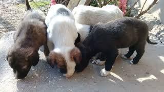 New Born Stray Puppies started eating semi solid food | Mountain Village | Nature Buddies #trending