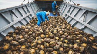 Abalone Farming Explained – How This Luxury Seafood is Cultivated and Harvested