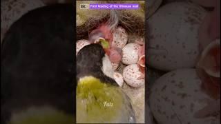 First feeding of the titmouse nest. #birds #nest