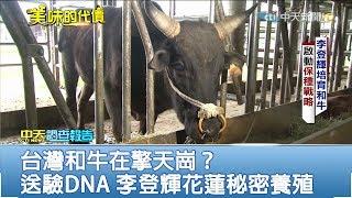 2018.09.16中天調查報告／台灣和牛在擎天崗？　送驗DNA 李登輝花蓮秘密養殖