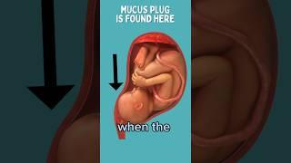 Mucus Plug or Bloody Show?
