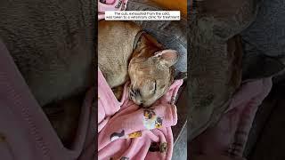 This man saved a mountain lion and then #puma #cougars #shorts