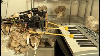 Mushroom Playing Keyboard