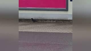 #igor #the #crow #shorts #viralvideo #video #birds #bird #krähe #krähenfüße #nature #tiere #wow #on