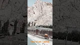 #leh #ladakh #apvlogs #teluguvlogs #kashmir #beautifulnature